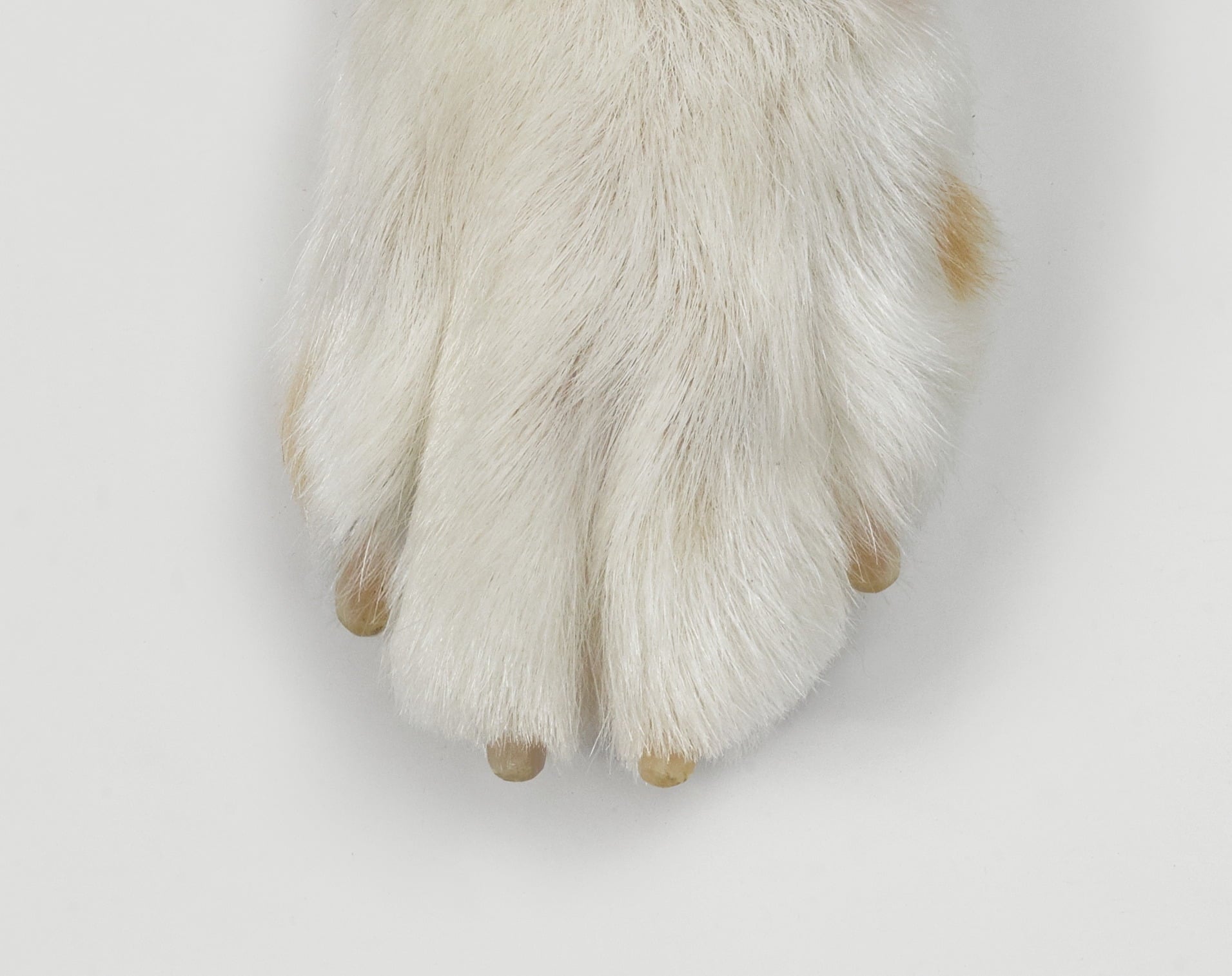 (2 pack) Oster Premium Pet Nail Trimmer and Grinder for Cats & Dogs