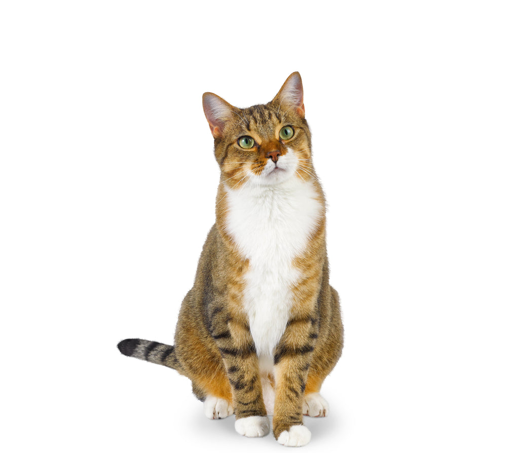 (2 pack) Oster Premium Pet Nail Trimmer and Grinder for Cats & Dogs