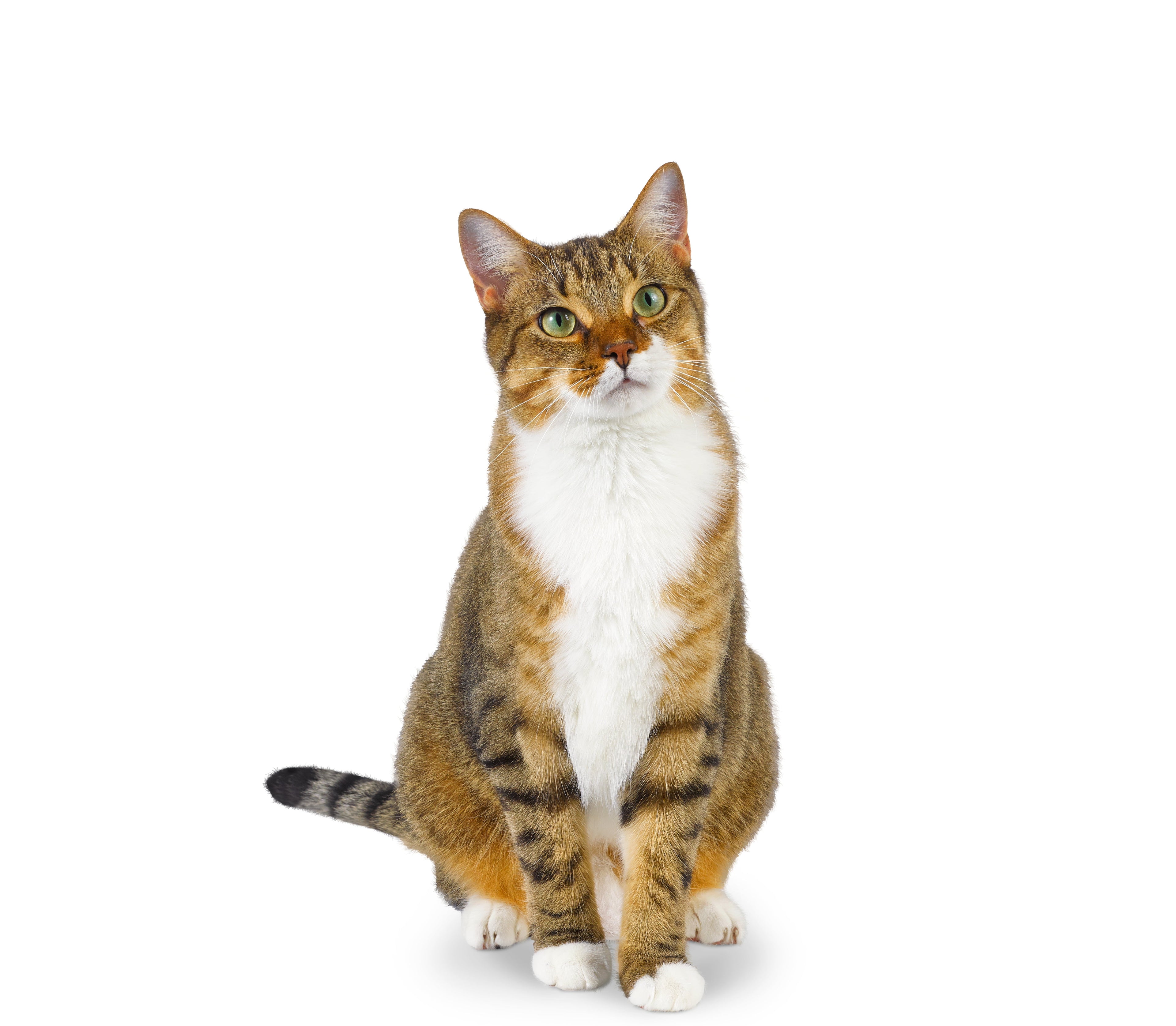 (2 pack) Oster Premium Pet Nail Trimmer and Grinder for Cats & Dogs