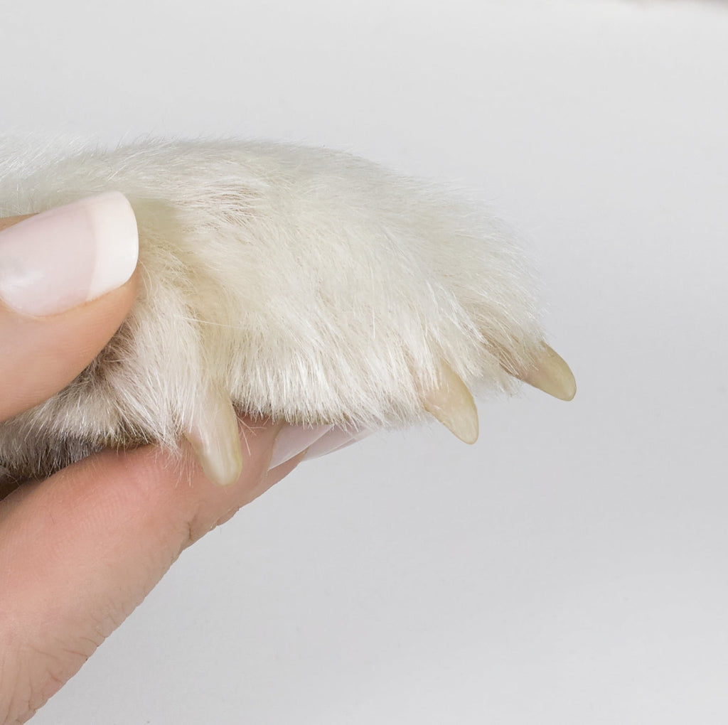 (2 pack) Oster Premium Pet Nail Trimmer and Grinder for Cats & Dogs