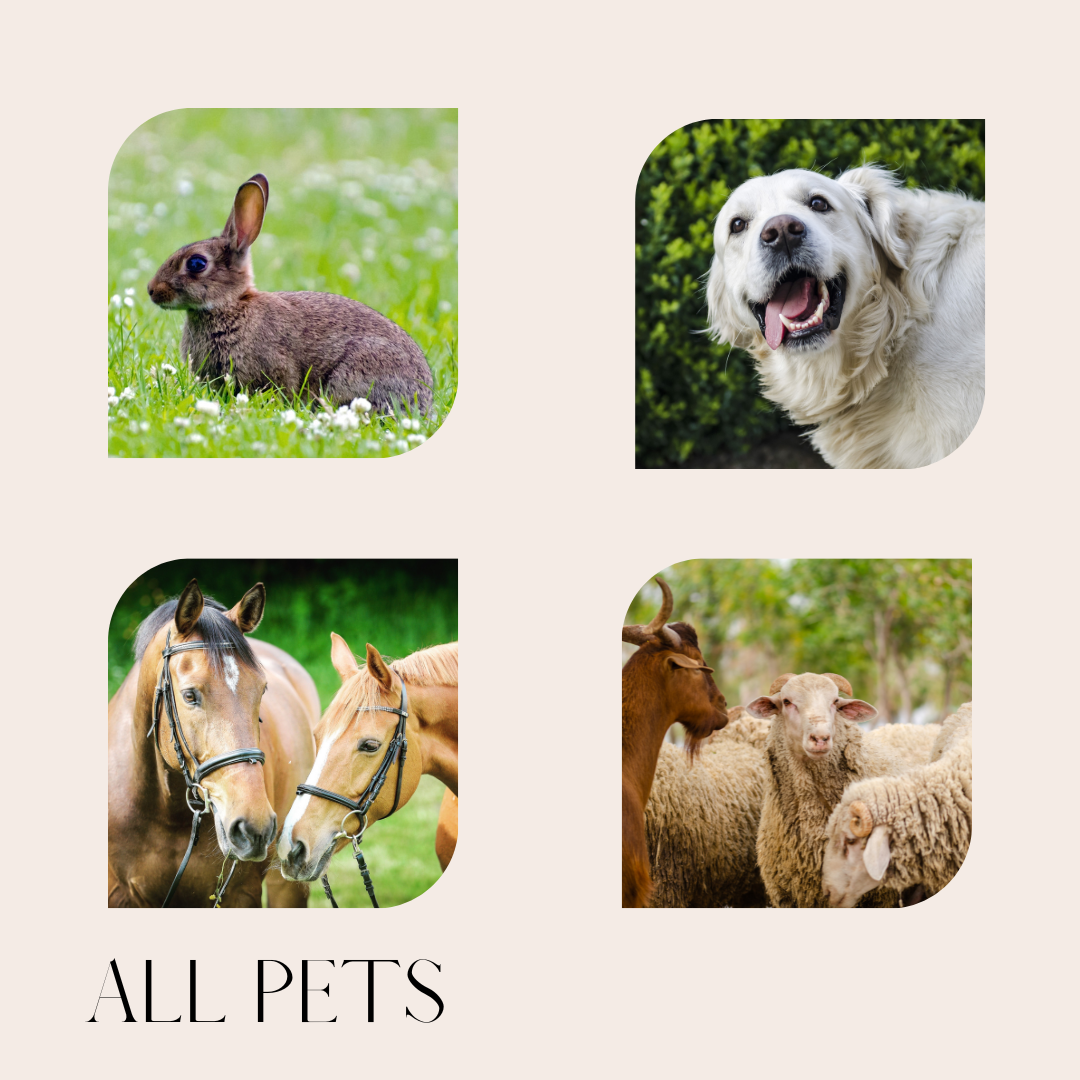 11 piece deluxe pet clipper grooming kit